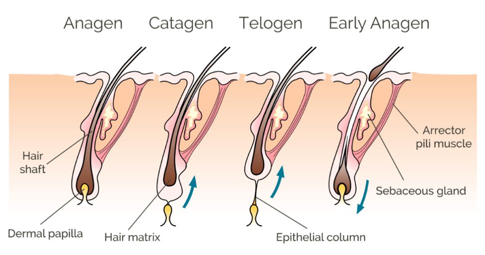fumer cigarette néfaste cheveux